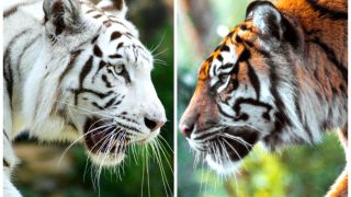International Tiger Day 2023: Top Indian National Parks For Guaranteed Tiger Sightings